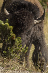 bison